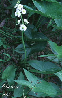Broadleaf Arrowhead, Common Arrowhead, Wapato, Duck Potato: Sagittaria latifolia (Synonyms: Sagittaria esculenta, Sagittaria latifolia var. latifolia, Sagitarria latifolia var. obtusa, Sagittaria latifolia var. pubescens)