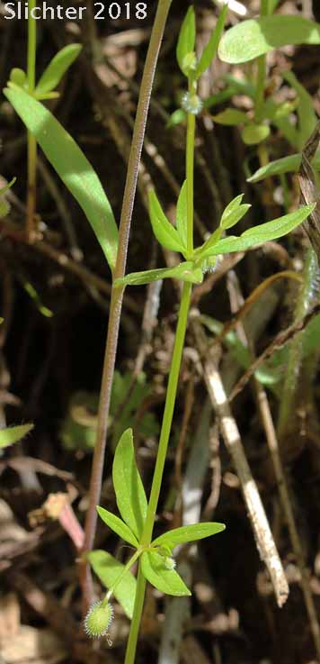 Low Mountain Bedstraw, Twin-leaf Bedstraw: Galium bifolium