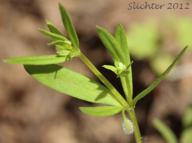 Low Mountain Bedstraw, Twin-leaf Bedstraw: Galium bifolium