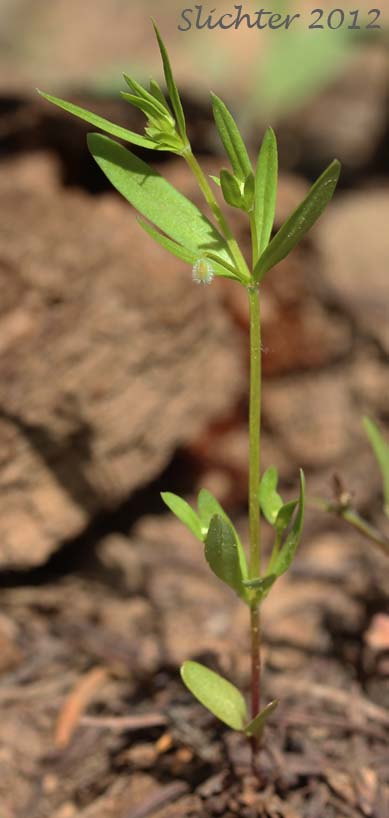 Low Mountain Bedstraw, Twin-leaf Bedstraw: Galium bifolium