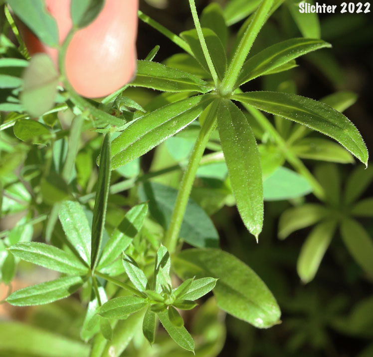Rough Bedstraw, Tall Rough Bestraw: Galium mexicanum var. asperulum (Synonyms: Galium asperrimum, Galium mexicanum ssp. asperulum, Galium filipes, Galium mexicanum var. asperrimum)