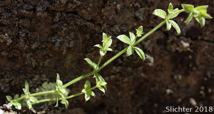 Many-flowered Bedstraw, Shrubby Bedstraw: Galium multiflorum var. multiflorum (Synonyms: Galium glabrescens, Galium glabrescens ssp. glabrescens, Galium glabrescens ssp. harticum, Galium glabrescens ssp. josephinense, Galium grayanum ssp. glabrescens, Galium watsonii ssp. watsonii)