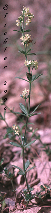 Many-flowered Bedstraw, Shrubby Bedstraw: Galium multiflorum var. multiflorum (Synonyms: Galium glabrescens, Galium glabrescens ssp. glabrescens, Galium glabrescens ssp. harticum, Galium glabrescens ssp. josephinense, Galium grayanum ssp. glabrescens, Galium watsonii ssp. watsonii)