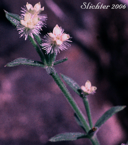 Many-flowered Bedstraw, Shrubby Bedstraw: Galium multiflorum var. multiflorum (Synonyms: Galium glabrescens, Galium glabrescens ssp. glabrescens, Galium glabrescens ssp. harticum, Galium glabrescens ssp. josephinense, Galium grayanum ssp. glabrescens, Galium watsonii ssp. watsonii)