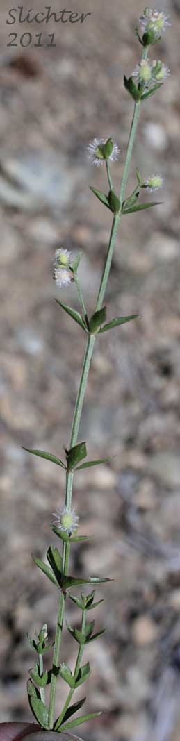 Many-flowered Bedstraw, Shrubby Bedstraw: Galium multiflorum var. multiflorum (Synonyms: Galium glabrescens, Galium glabrescens ssp. glabrescens, Galium glabrescens ssp. harticum, Galium glabrescens ssp. josephinense, Galium grayanum ssp. glabrescens, Galium watsonii ssp. watsonii)