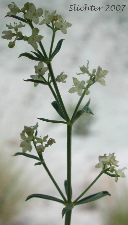 Many-flowered Bedstraw, Shrubby Bedstraw: Galium multiflorum var. multiflorum (Synonyms: Galium glabrescens, Galium glabrescens ssp. glabrescens, Galium glabrescens ssp. harticum, Galium glabrescens ssp. josephinense, Galium grayanum ssp. glabrescens, Galium watsonii ssp. watsonii)