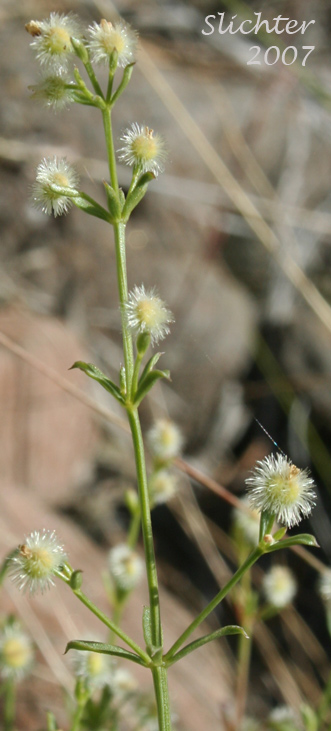 Many-flowered Bedstraw, Shrubby Bedstraw: Galium multiflorum var. multiflorum (Synonyms: Galium glabrescens, Galium glabrescens ssp. glabrescens, Galium glabrescens ssp. harticum, Galium glabrescens ssp. josephinense, Galium grayanum ssp. glabrescens, Galium watsonii ssp. watsonii)