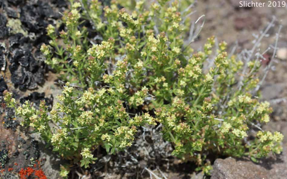 Intermountain Bedstraw, Serpentine Bedstraw: Galium serpenticum (Synonyms: Galium bloomeri, Galium serpenticum ssp. dayense, Galium serpenticum ssp. malheurense, Galium serpenticum ssp. okanoganense, Galium serpenticum ssp. puberulum, Galium serpenticum ssp. scabridum, Galium serpenticum ssp. warnerense, Galium serpenticum ssp. serpenticum, Galium serpenticum ssp. wenatchicum)