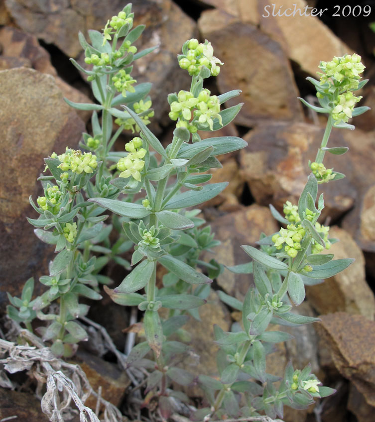 Intermountain Bedstraw, Serpentine Bedstraw: Galium serpenticum (Synonyms: Galium bloomeri, Galium serpenticum ssp. dayense, Galium serpenticum ssp. malheurense, Galium serpenticum ssp. okanoganense, Galium serpenticum ssp. puberulum, Galium serpenticum ssp. scabridum, Galium serpenticum ssp. warnerense, Galium serpenticum ssp. serpenticum, Galium serpenticum ssp. wenatchicum)