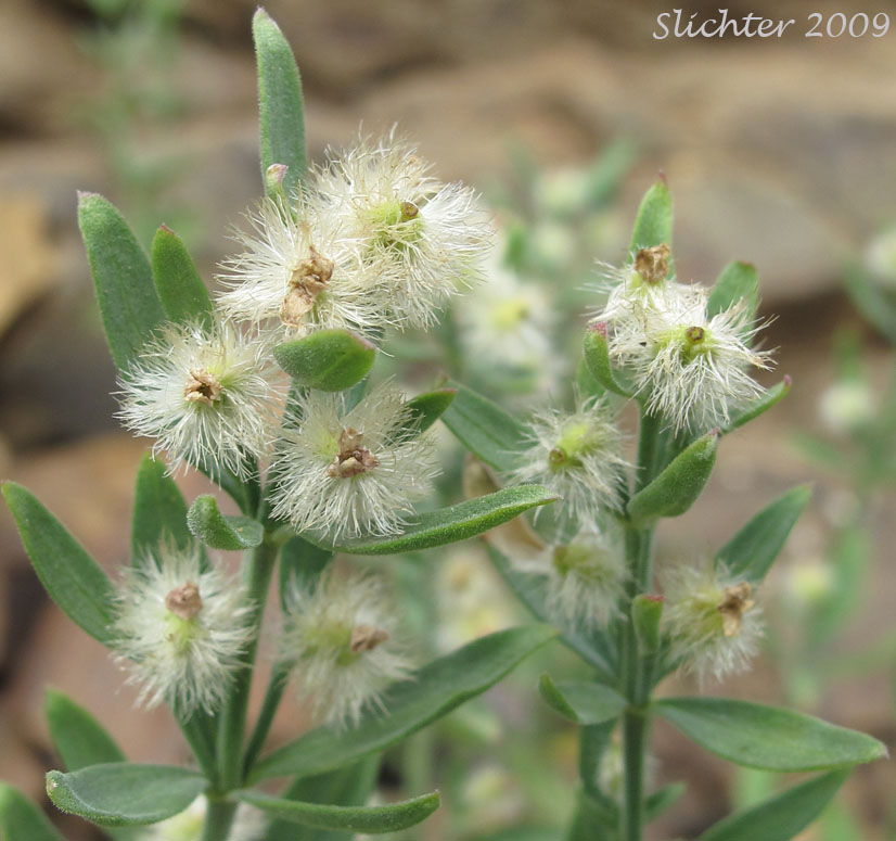 Fruits of Intermountain Bedstraw, Serpentine Bedstraw: Galium serpenticum (Synonyms: Galium bloomeri, Galium serpenticum ssp. dayense, Galium serpenticum ssp. malheurense, Galium serpenticum ssp. okanoganense, Galium serpenticum ssp. puberulum, Galium serpenticum ssp. scabridum, Galium serpenticum ssp. warnerense, Galium serpenticum ssp. serpenticum, Galium serpenticum ssp. wenatchicum)