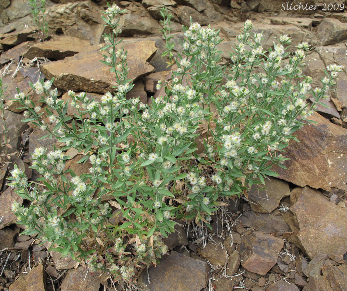 Intermountain Bedstraw, Serpentine Bedstraw: Galium serpenticum (Synonyms: Galium bloomeri, Galium serpenticum ssp. dayense, Galium serpenticum ssp. malheurense, Galium serpenticum ssp. okanoganense, Galium serpenticum ssp. puberulum, Galium serpenticum ssp. scabridum, Galium serpenticum ssp. warnerense, Galium serpenticum ssp. serpenticum, Galium serpenticum ssp. wenatchicum)