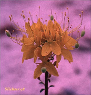 Inflorescence of Golden Bee Plant, Golden Cleome, Golden Spider Flower: Peritoma platycarpa (Synonym: Cleome platycarpa)