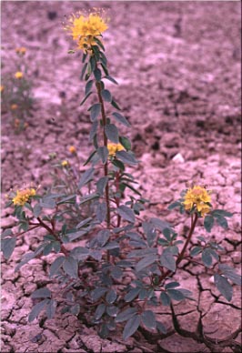 Golden Bee Plant, Golden Cleome, Golden Spider Flower: Peritoma platycarpa (Synonym: Cleome platycarpa)