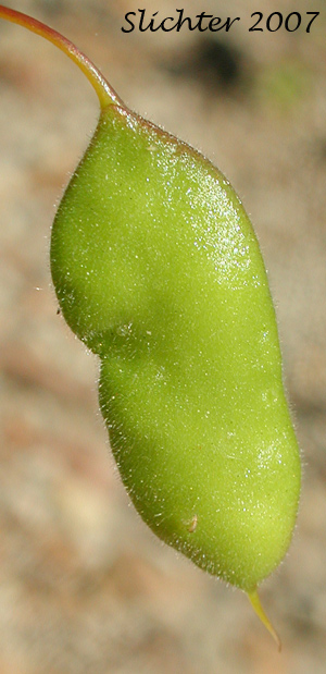 Pendant fruit of Golden Bee Plant, Golden Cleome, Golden Spider Flower: Peritoma platycarpa (Synonym: Cleome platycarpa)