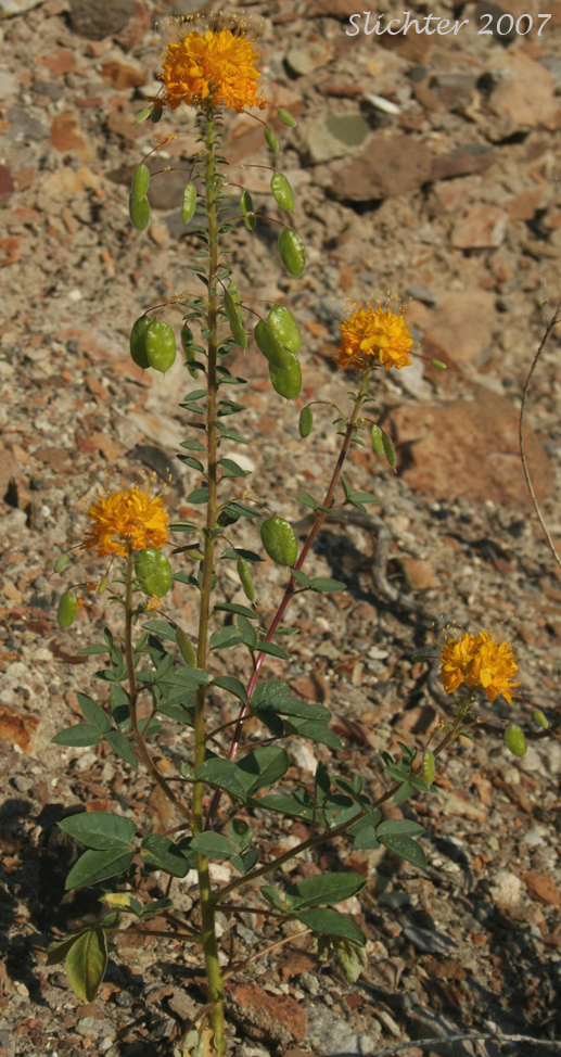 Golden Bee Plant, Golden Cleome, Golden Spider Flower: Peritoma platycarpa (Synonym: Cleome platycarpa)
