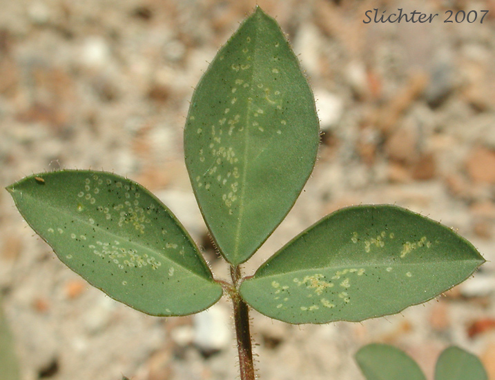 Trifoliate leaf of Golden Bee Plant, Golden Cleome, Golden Spider Flower: Peritoma platycarpa (Synonym: Cleome platycarpa)
