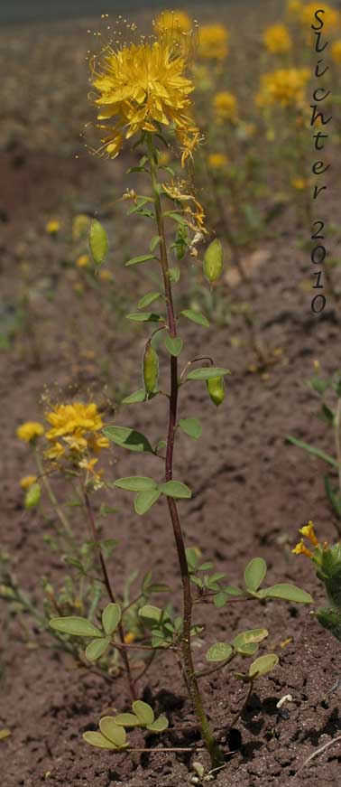 Golden Bee Plant, Golden Cleome, Golden Spider Flower: Peritoma platycarpa (Synonym: Cleome platycarpa)