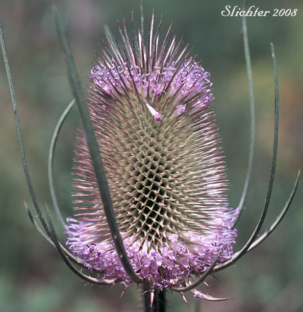 Common Teasel, Fuller's Teasel, Teasel, Wild Teasel: Dipsacus fullonum (Synonyms: Dipsacus fullonum ssp. fullonum, Dipsacus fullonum ssp. sylvestris, Dipsacus sylvestris)