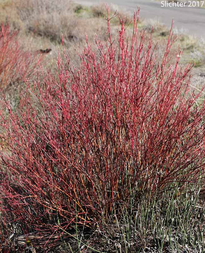 Red stems of Creek Dogwood, Redosier Dogwood, Red-osier Dogwood, Red Osier Dogwood, Western Dogwood, Western Red Osier: Cornus sericea (Synonyms: Cornus xcalifornica, Cornus alba ssp. stolonifera, Cornus alba var. baileyi, Cornus alba var. californica, Cornus alba var. interior, Cornus alba var. occidentalis, Cornus alba var. sibirica, Cornus baileyi, Cornus instolonea, Cornus interior, Cornus occidentalis, Cornus sericea ssp. occidentalis Cornus sericea ssp. sericea, Cornus sericea ssp. stolonifera, Cornus sericea var. interior, Cornus stolonifera, Cornus stolonifera var. baileyi, Cornus stolonifera var. californica, Cornus stolonifera var. coloradensis, Cornus stolonifera var. interior, Cornus stolonifera var. occidentalis, Cornus stolonifera var. stolonifera, Swida instolonea, Swida sericea, Swida stolonifera)