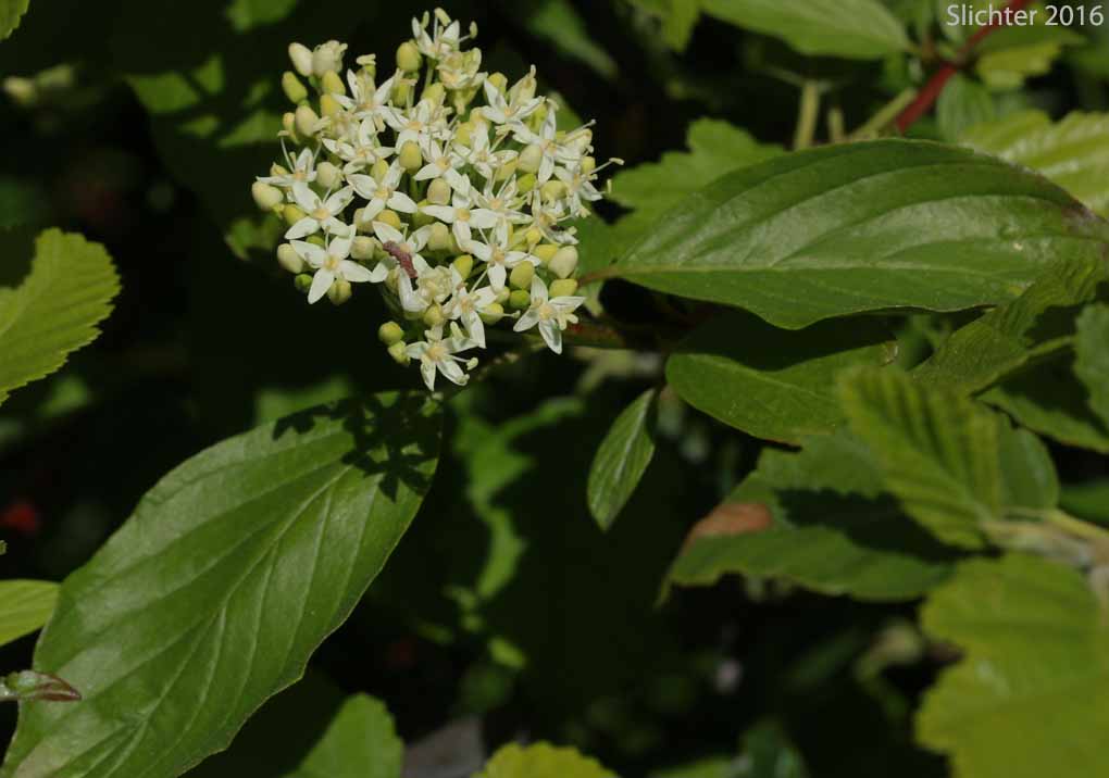 Creek Dogwood, Redosier Dogwood, Red-osier Dogwood, Red Osier Dogwood, Western Dogwood, Western Red Osier: Cornus sericea (Synonyms: Cornus xcalifornica, Cornus alba ssp. stolonifera, Cornus alba var. baileyi, Cornus alba var. californica, Cornus alba var. interior, Cornus alba var. occidentalis, Cornus alba var. sibirica, Cornus baileyi, Cornus instolonea, Cornus interior, Cornus occidentalis, Cornus sericea ssp. occidentalis Cornus sericea ssp. sericea, Cornus sericea ssp. stolonifera, Cornus sericea var. interior, Cornus stolonifera, Cornus stolonifera var. baileyi, Cornus stolonifera var. californica, Cornus stolonifera var. coloradensis, Cornus stolonifera var. interior, Cornus stolonifera var. occidentalis, Cornus stolonifera var. stolonifera, Swida instolonea, Swida sericea, Swida stolonifera)