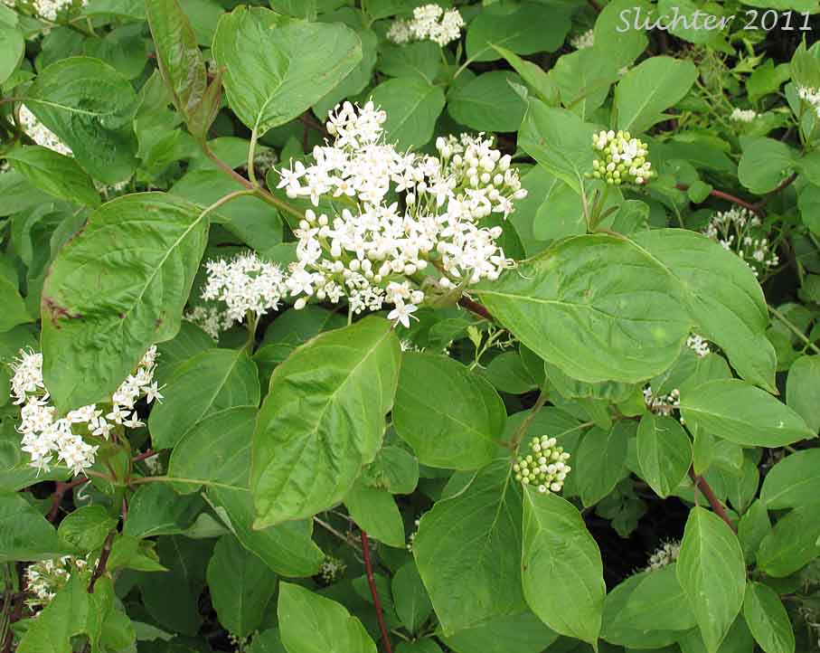 Creek Dogwood, Redosier Dogwood, Red-osier Dogwood, Red Osier Dogwood, Western Dogwood, Western Red Osier: Cornus sericea (Synonyms: Cornus xcalifornica, Cornus alba ssp. stolonifera, Cornus alba var. baileyi, Cornus alba var. californica, Cornus alba var. interior, Cornus alba var. occidentalis, Cornus alba var. sibirica, Cornus baileyi, Cornus instolonea, Cornus interior, Cornus occidentalis, Cornus sericea ssp. occidentalis Cornus sericea ssp. sericea, Cornus sericea ssp. stolonifera, Cornus sericea var. interior, Cornus stolonifera, Cornus stolonifera var. baileyi, Cornus stolonifera var. californica, Cornus stolonifera var. coloradensis, Cornus stolonifera var. interior, Cornus stolonifera var. occidentalis, Cornus stolonifera var. stolonifera, Swida instolonea, Swida sericea, Swida stolonifera)