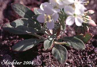Alyssum-like Evening-primrose, Pine Creek Evening-primrose: Eremothera boothii ssp. alyssoides (Synonyms: Camissonia boothii ssp. alyssoides, Camissonia boothii var. alyssoides,Camissonia boothii var. villosa, Oenothera alyssoides, Oenothera boothii ssp. alyssoides)