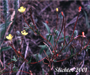Contorted-pod Evening-primrose, Slender Evening-primrose, Twisted Evening-primrose: Camissonia contorta (Synonyms: Oenothera contorta, Oenothera contorta var. contorta)