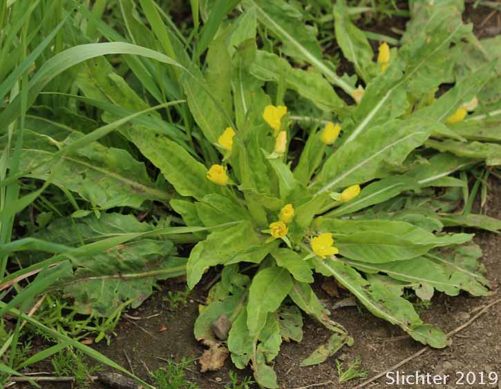 Diffuseflower Evening-primrose, Diffuseflower Evening Primrose, Long-leaf Evening-primrose, Long-leaved Evening Primrose, Stemless Evening-primrose: Taraxia subacaulis (Synonyms: Camissonia subacaulis, Jussiaea subacaulis, Oenothera heterantha, Oenothera subacaulis)