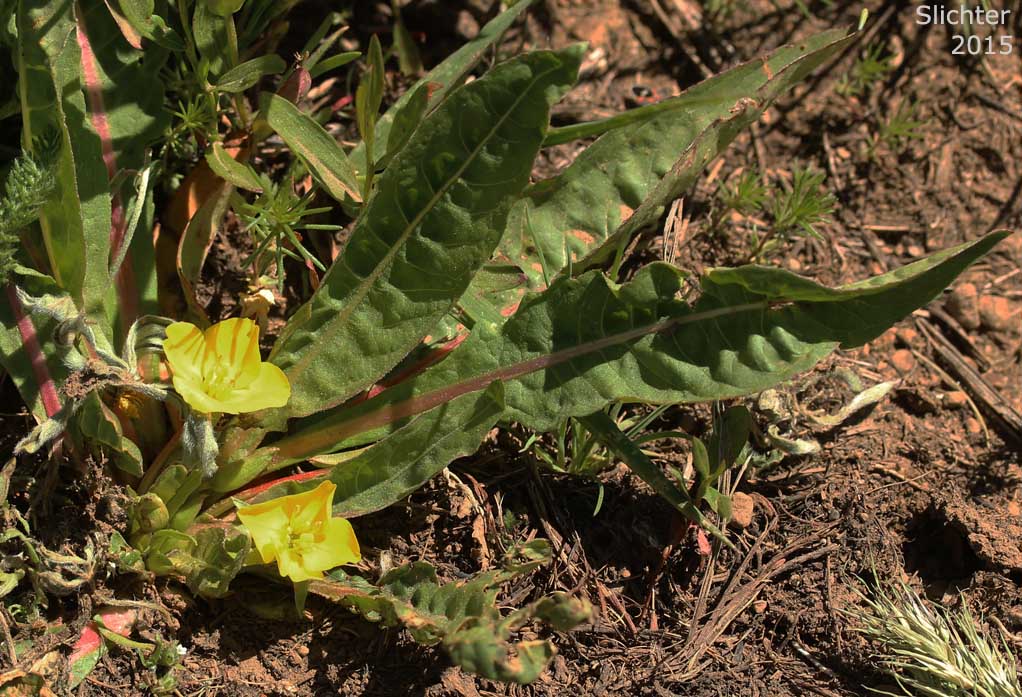 Diffuseflower Evening-primrose, Diffuseflower Evening Primrose, Long-leaf Evening-primrose, Long-leaved Evening Primrose, Stemless Evening-primrose: Taraxia subacaulis (Synonyms: Camissonia subacaulis, Jussiaea subacaulis, Oenothera heterantha, Oenothera subacaulis)