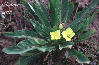 Diffuseflower Evening-primrose, Diffuseflower Evening Primrose, Long-leaf Evening-primrose, Long-leaved Evening Primrose, Stemless Evening-primrose: Taraxia subacaulis (Synonyms: Camissonia subacaulis, Jussiaea subacaulis, Oenothera heterantha, Oenothera subacaulis)