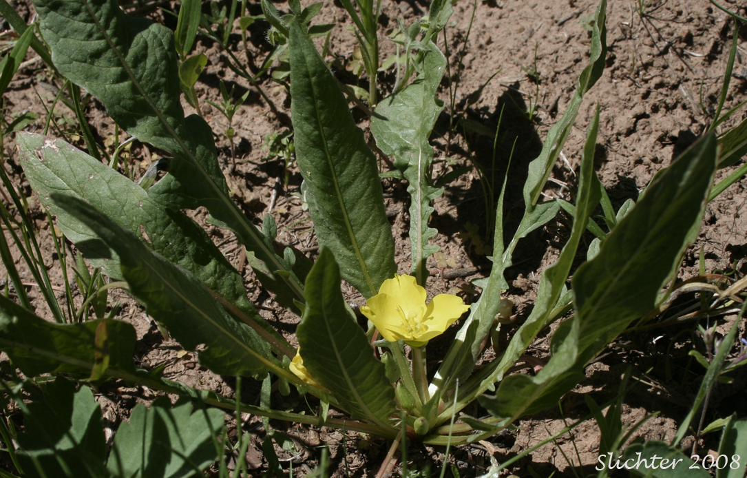 Diffuseflower Evening-primrose, Diffuseflower Evening Primrose, Long-leaf Evening-primrose, Long-leaved Evening Primrose, Stemless Evening-primrose: Taraxia subacaulis (Synonyms: Camissonia subacaulis, Jussiaea subacaulis, Oenothera heterantha, Oenothera subacaulis)