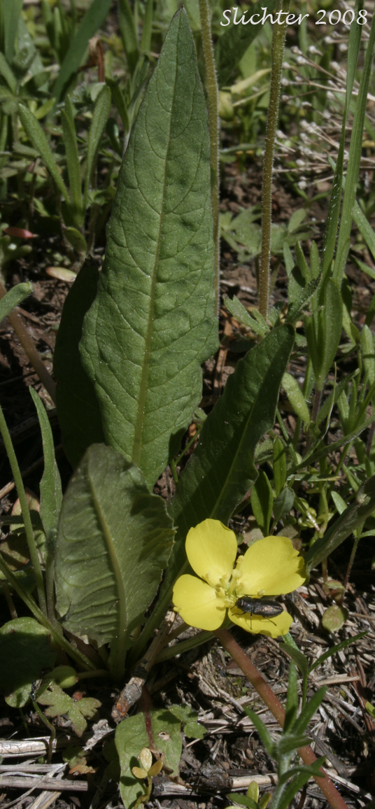Diffuseflower Evening-primrose, Diffuseflower Evening Primrose, Long-leaf Evening-primrose, Long-leaved Evening Primrose, Stemless Evening-primrose: Taraxia subacaulis (Synonyms: Camissonia subacaulis, Jussiaea subacaulis, Oenothera heterantha, Oenothera subacaulis)