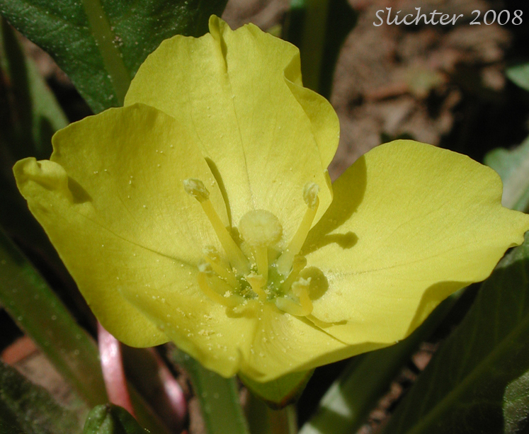 Flower of Diffuseflower Evening-primrose, Diffuseflower Evening Primrose, Long-leaf Evening-primrose, Long-leaved Evening Primrose, Stemless Evening-primrose: Taraxia subacaulis (Synonyms: Camissonia subacaulis, Jussiaea subacaulis, Oenothera heterantha, Oenothera subacaulis)