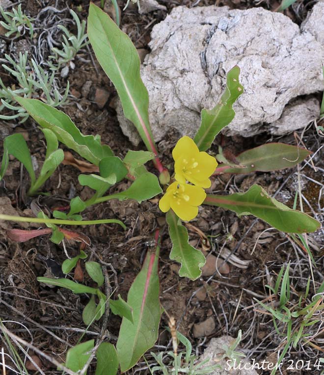 Diffuseflower Evening-primrose, Diffuseflower Evening Primrose, Long-leaf Evening-primrose, Long-leaved Evening Primrose, Stemless Evening-primrose: Camissonia subacaulis (Synonyms: Jussiaea subacaulis, Oenothera heterantha, Oenothera subacaulis)