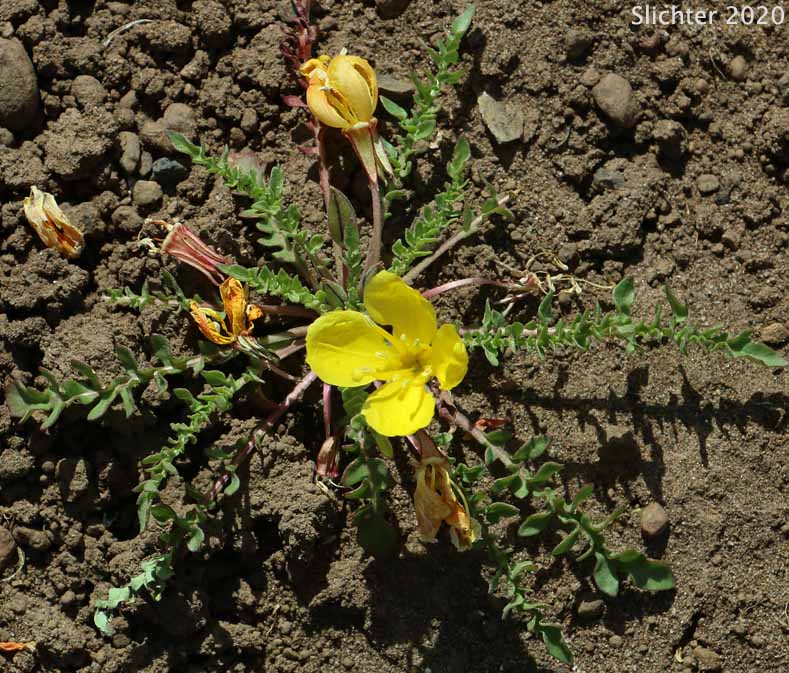 Tansyleaf Evening Primrose, Tansy-leaf Evening Primrose, Tansy-leaved Evening Primrose: Taraxia tanacetifolia (Synonyms: Camissonia breviflora, Camissonia tanacetifolia, Camissonia tanacetifolia ssp. tanacetifolia, Oenothera breviflora, Oenothera tanacetifolia, Taraxia breviflora, Taraxia tanacetifolia ssp. tanacetifolia)