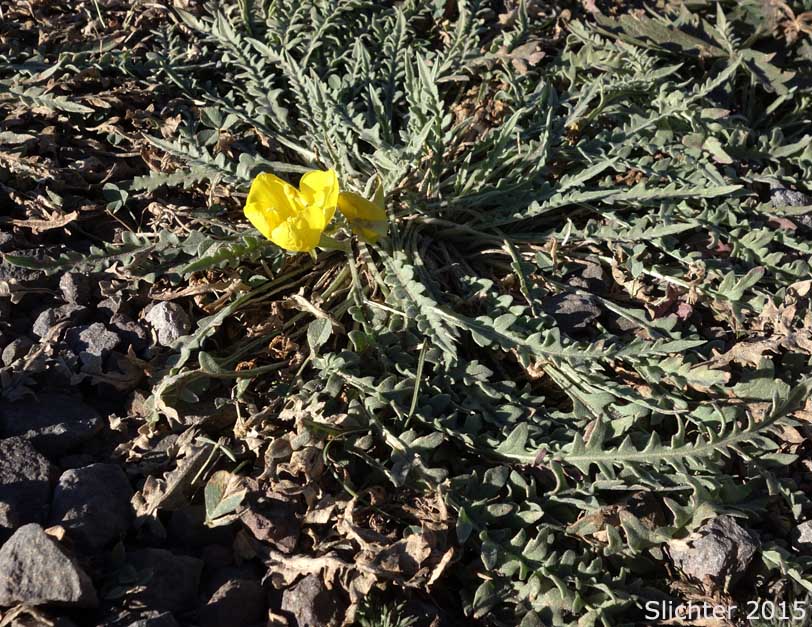 Tansyleaf Evening Primrose, Tansy-leaf Evening Primrose, Tansy-leaved Evening Primrose: Taraxia tanacetifolia (Synonyms: Camissonia breviflora, Camissonia tanacetifolia, Camissonia tanacetifolia ssp. tanacetifolia, Oenothera breviflora, Oenothera tanacetifolia, Taraxia breviflora, Taraxia tanacetifolia ssp. tanacetifolia)