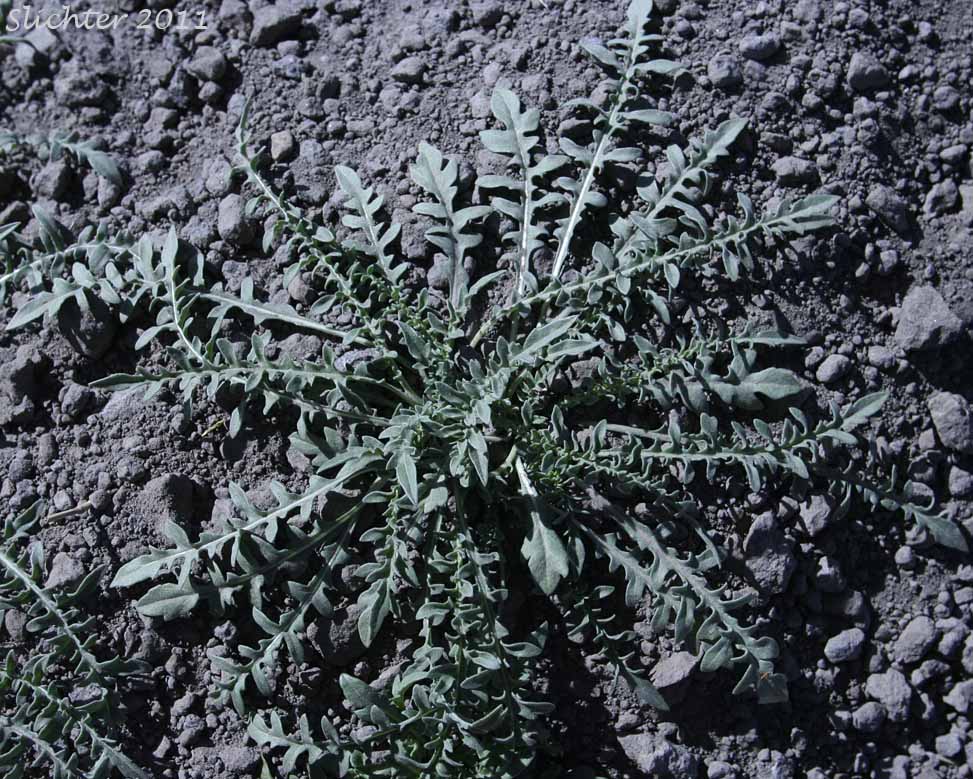Rosette of basal leaves of Tansyleaf Evening Primrose, Tansy-leaf Evening Primrose, Tansy-leaved Evening Primrose: Taraxia tanacetifolia (Synonyms: Camissonia breviflora, Camissonia tanacetifolia, Camissonia tanacetifolia ssp. tanacetifolia, Oenothera breviflora, Oenothera tanacetifolia, Taraxia breviflora, Taraxia tanacetifolia ssp. tanacetifolia)
