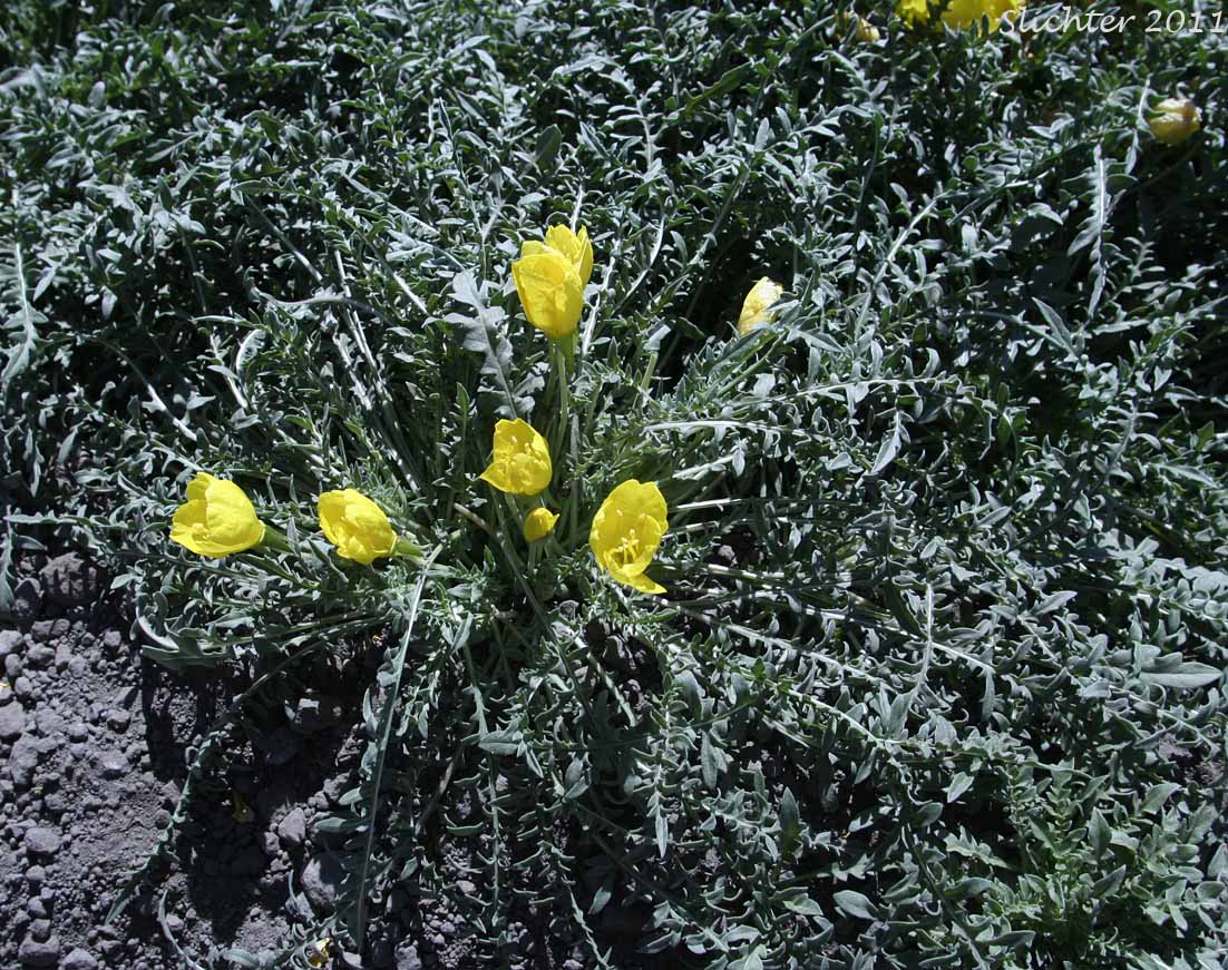 Tansyleaf Evening Primrose, Tansy-leaf Evening Primrose, Tansy-leaved Evening Primrose: Taraxia tanacetifolia (Synonyms: Camissonia breviflora, Camissonia tanacetifolia, Camissonia tanacetifolia ssp. tanacetifolia, Oenothera breviflora, Oenothera tanacetifolia, Taraxia breviflora, Taraxia tanacetifolia ssp. tanacetifolia)