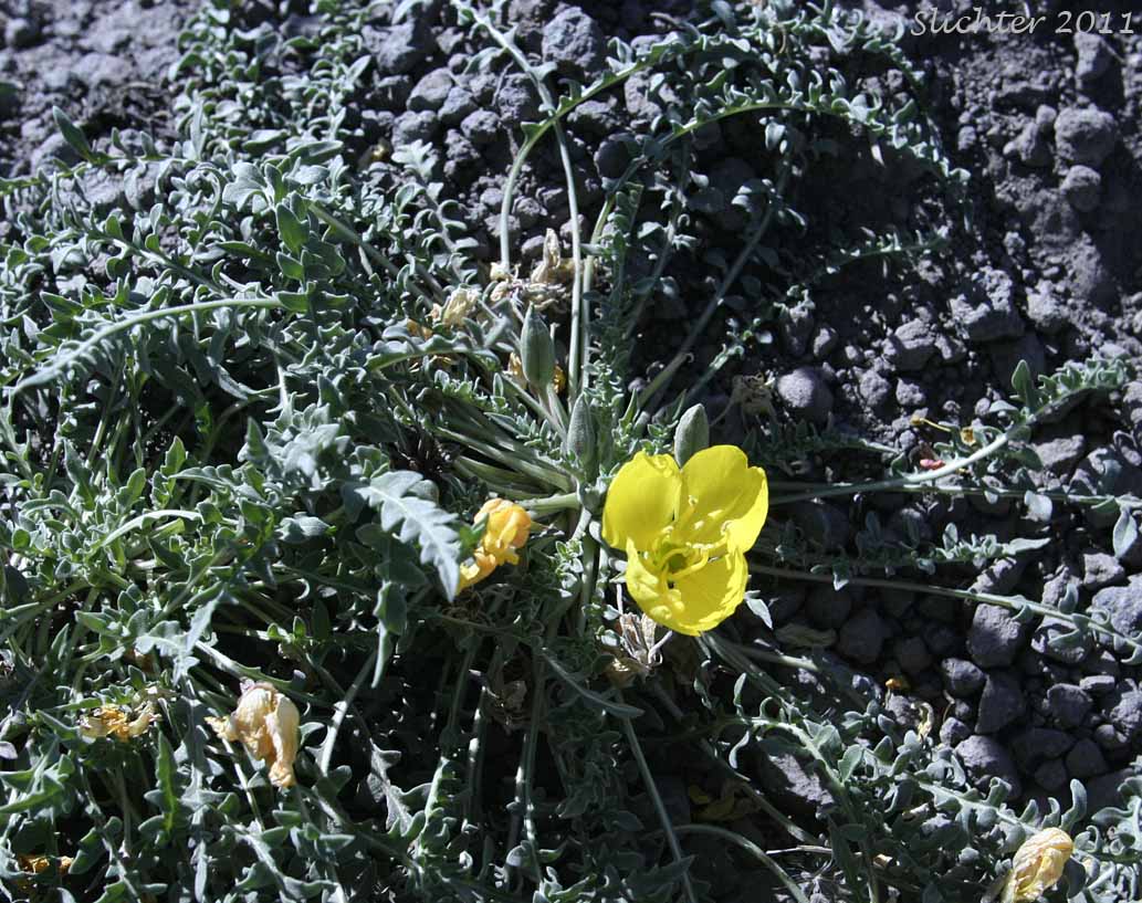 Tansyleaf Evening Primrose, Tansy-leaf Evening Primrose, Tansy-leaved Evening Primrose: Taraxia tanacetifolia (Synonyms: Camissonia breviflora, Camissonia tanacetifolia, Camissonia tanacetifolia ssp. tanacetifolia, Oenothera breviflora, Oenothera tanacetifolia, Taraxia breviflora, Taraxia tanacetifolia ssp. tanacetifolia)