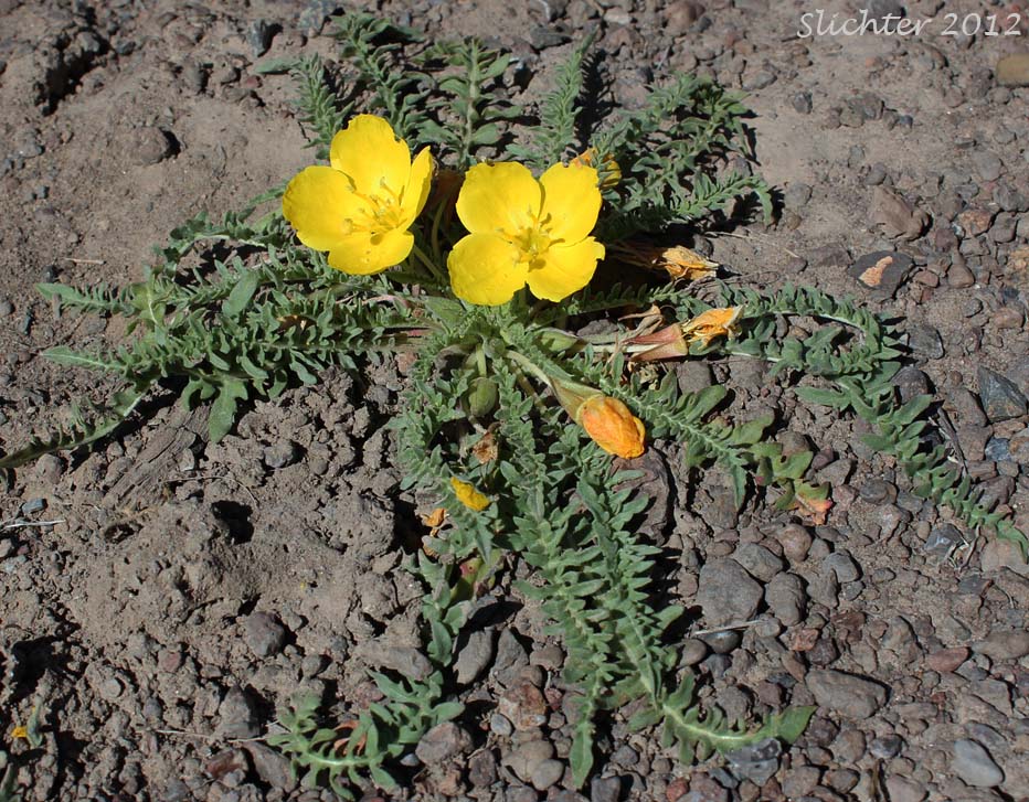 Tansyleaf Evening Primrose, Tansy-leaf Evening Primrose, Tansy-leaved Evening Primrose: Taraxia tanacetifolia (Synonyms: Camissonia breviflora, Camissonia tanacetifolia, Camissonia tanacetifolia ssp. tanacetifolia, Oenothera breviflora, Oenothera tanacetifolia, Taraxia breviflora, Taraxia tanacetifolia ssp. tanacetifolia)