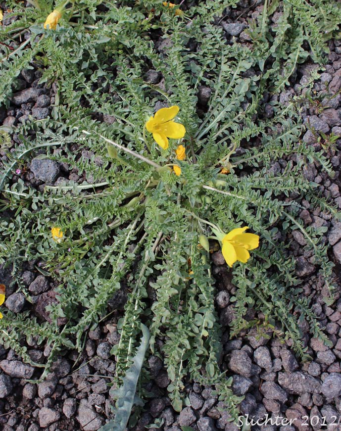 Tansyleaf Evening Primrose, Tansy-leaf Evening Primrose, Tansy-leaved Evening Primrose: Taraxia tanacetifolia (Synonyms: Camissonia breviflora, Camissonia tanacetifolia, Camissonia tanacetifolia ssp. tanacetifolia, Oenothera breviflora, Oenothera tanacetifolia, Taraxia breviflora, Taraxia tanacetifolia ssp. tanacetifolia)