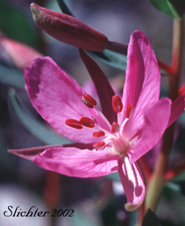 Flower of Broad-leaf Fireweed, Broadleaf Willowherb, Dwarf Fireweed, River Beauty: Chamaenerion latifolium (Synonyms: Chamerion latifolium, Epilobium latifolium)