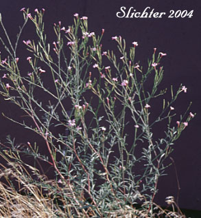 Autumn Willowherb, Tall Annual Willowherb: Epilobium brachycarpum (Synonyms: Epilobium jucundum, Epilobium paniculatum , Epilobium paniculatum var. hammondii, Epilobium paniculatum var. jucundum, Epilobium paniculatum var. laevicaule, Epilobium paniculatum var. paniculatum, Epilobium paniculatum var. subulatum, Epilobium paniculatum var. tracyi)
