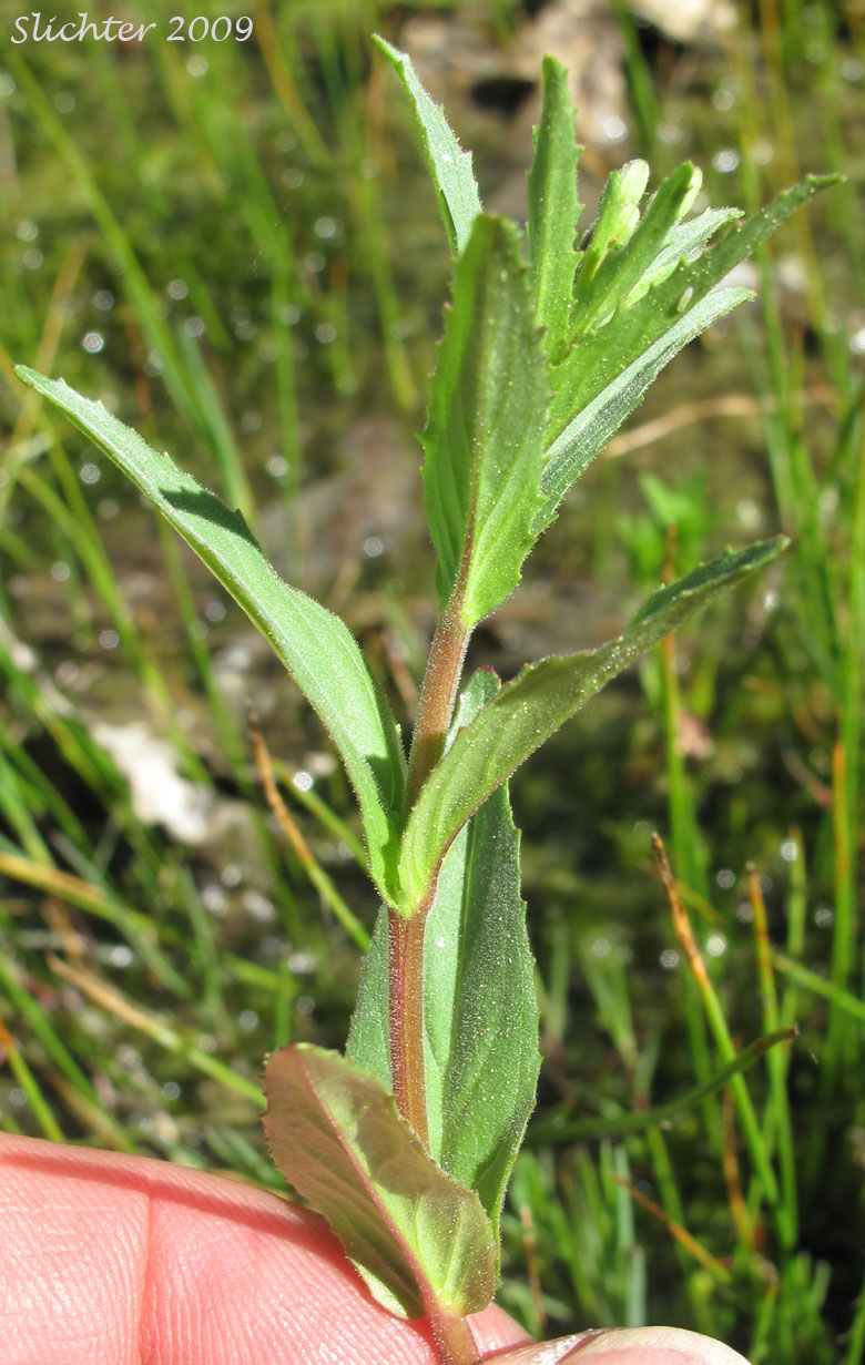 Upper stem of Ciliate Willowherb, Purple-leaved Willowherb: Epilobium ciliatum ssp. ciliatum (Synonyms: Epilobium adenocaulon var. adenocaulon, Epilobium adenocaulon var. perplexans, Epilobium brevistylum var. brevistylum, Epilobium brevistylum var. ursinum, Epilobium californicum, Epilobium ciliatum var. ciliatum, Epilobium glandulosum var. macounii, Epilobium occidentale, Epilobium watsonii var. occidentale, Epilobium watsonii var. parishii)