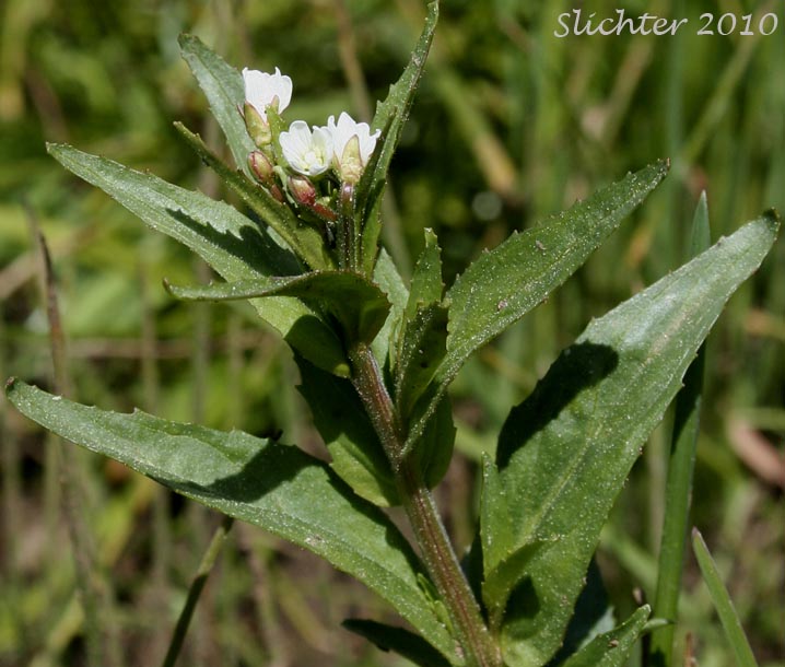 Ciliate Willowherb, Purple-leaved Willowherb: Epilobium ciliatum ssp. ciliatum (Synonyms: Epilobium adenocaulon var. adenocaulon, Epilobium adenocaulon var. perplexans, Epilobium brevistylum, Epilobium brevistylum var. brevistylum, Epilobium brevistylum var. ursinum, Epilobium californicum, Epilobium ciliatum var. ciliatum, Epilobium glandulosum, Epilobium glandulosum var. macounii, Epilobium occidentale, Epilobium watsonii var. occidentale, Epilobium watsonii var. parishii)