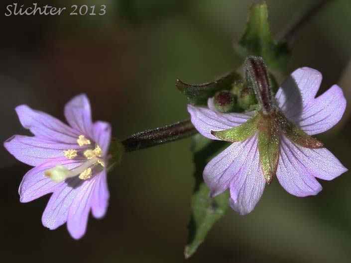 Ciliate Willowherb, Purple-leaved Willowherb: Epilobium ciliatum ssp. ciliatum (Synonyms: Epilobium adenocaulon var. adenocaulon, Epilobium adenocaulon var. perplexans, Epilobium brevistylum, Epilobium brevistylum var. brevistylum, Epilobium brevistylum var. ursinum, Epilobium californicum, Epilobium ciliatum var. ciliatum, Epilobium glandulosum, Epilobium glandulosum var. macounii, Epilobium occidentale, Epilobium watsonii var. occidentale, Epilobium watsonii var. parishii)