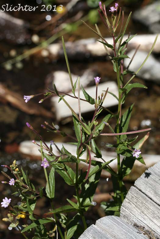Ciliate Willowherb, Purple-leaved Willowherb: Epilobium ciliatum ssp. ciliatum (Synonyms: Epilobium adenocaulon var. adenocaulon, Epilobium adenocaulon var. perplexans, Epilobium brevistylum, Epilobium brevistylum var. brevistylum, Epilobium brevistylum var. ursinum, Epilobium californicum, Epilobium ciliatum var. ciliatum, Epilobium glandulosum, Epilobium glandulosum var. macounii, Epilobium occidentale, Epilobium watsonii var. occidentale, Epilobium watsonii var. parishii)