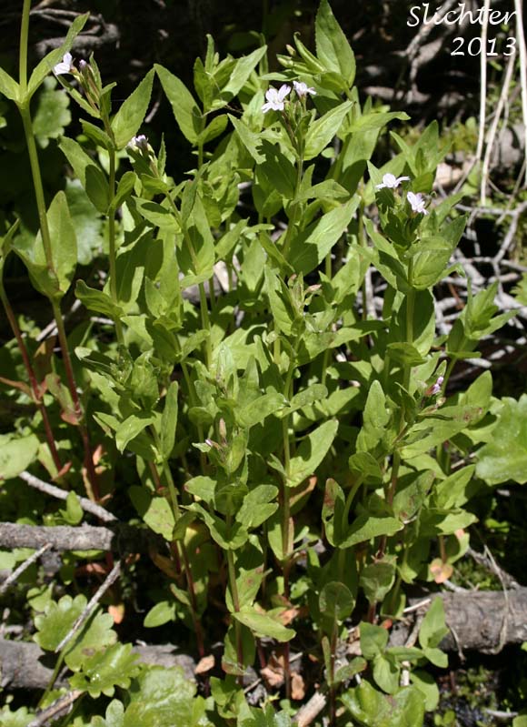 Ciliate Willowherb, Purple-leaved Willowherb: Epilobium ciliatum ssp. ciliatum (Synonyms: Epilobium adenocaulon var. adenocaulon, Epilobium adenocaulon var. perplexans, Epilobium brevistylum, Epilobium brevistylum var. brevistylum, Epilobium brevistylum var. ursinum, Epilobium californicum, Epilobium ciliatum var. ciliatum, Epilobium glandulosum, Epilobium glandulosum var. macounii, Epilobium occidentale, Epilobium watsonii var. occidentale, Epilobium watsonii var. parishii)