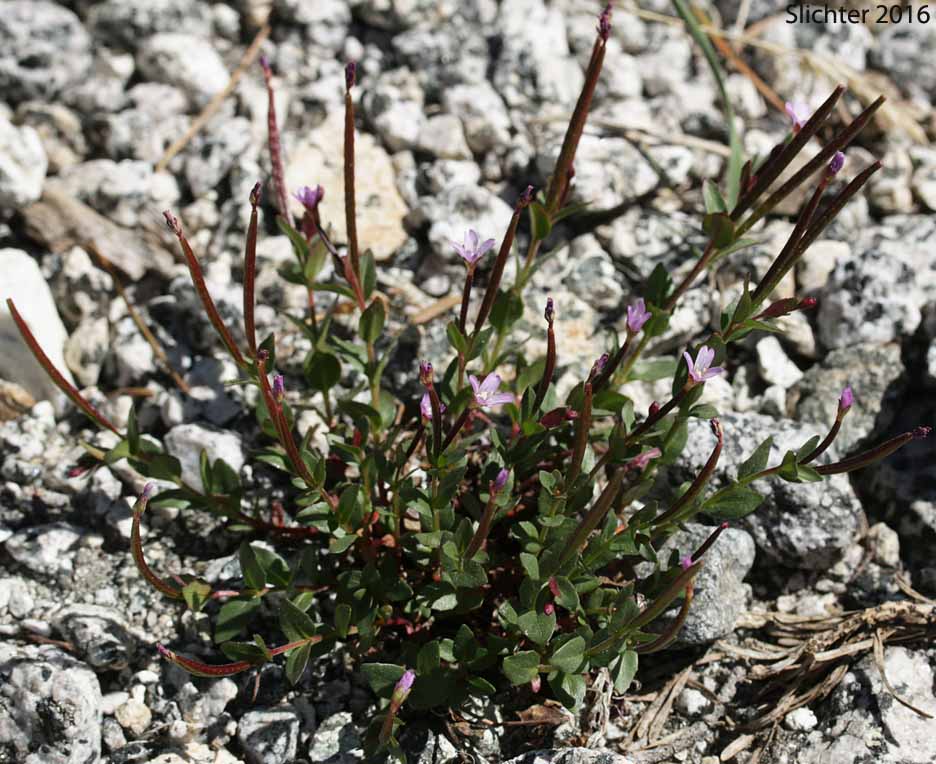 Club-fruited Willowherb, Club-pod Willow-herb, Talus Willowherb: Epilobium clavatum (Synonyms: Epilobium alpinum, Epilobium alpinum var. albiflorum, Epilobium alpinum var. clavatum, Epilobium clavatum var. glareosum, Epilobium glareosum)