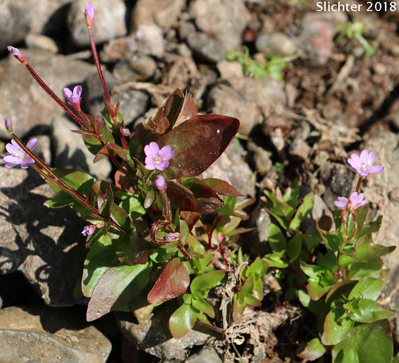 Club-fruited Willowherb, Club-pod Willow-herb, Talus Willowherb: Epilobium clavatum (Synonyms: Epilobium alpinum, Epilobium alpinum var. albiflorum, Epilobium alpinum var. clavatum, Epilobium clavatum var. glareosum, Epilobium glareosum)